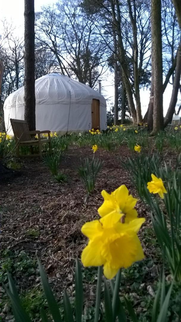 Gingerbread Cottage Yurts Dereham Eksteriør billede