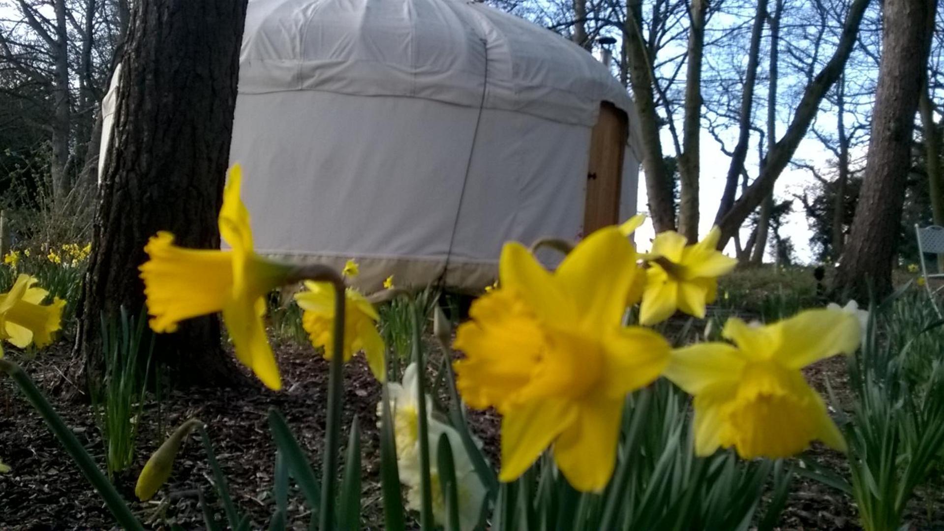 Gingerbread Cottage Yurts Dereham Eksteriør billede